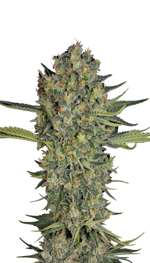 Serious Seeds | Serious Kush 100 % | fem. | 6 Samen