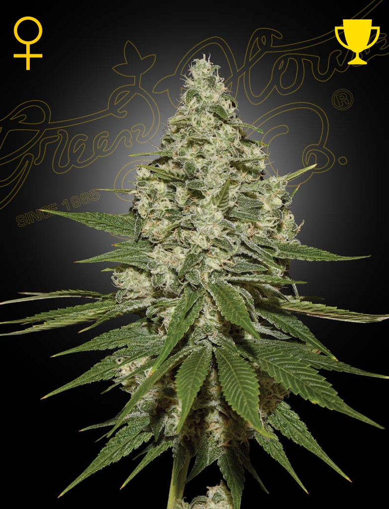 Greenhouse Seeds | Super Lemon Haze | feminisiert