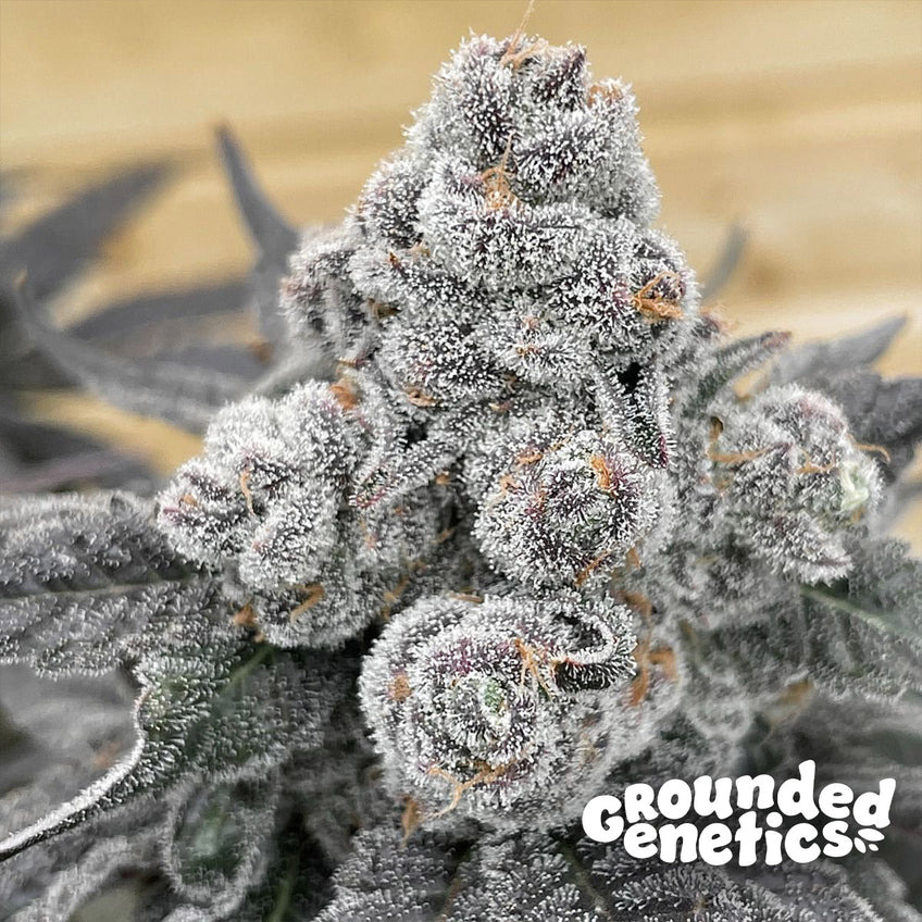 Grounded Genetics | Strawberry Gummies | 7 Samen