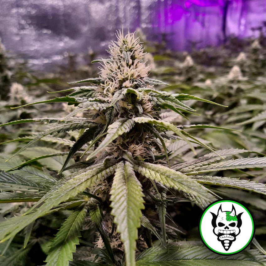 Devil's Harvest | Strawberry Sour Diesel | 6 Samen