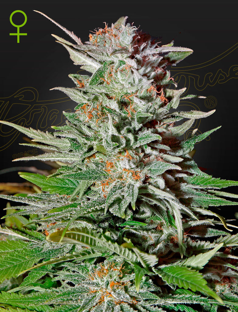 Greenhouse Seeds | Super Lemon Haze Auto | feminisiert