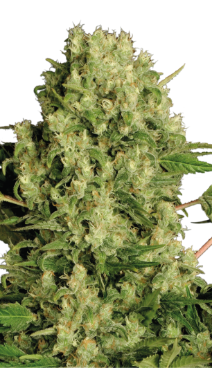 Serious Seeds | White Russian 100 % | fem. | 6 Samen