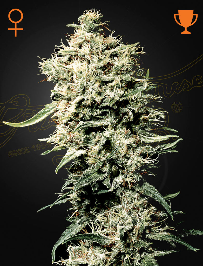 Greenhouse Seeds | White Rhino | feminisiert