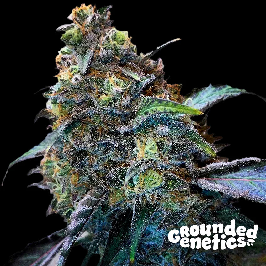 Grounded Genetics | Zilk Road | 7 Samen