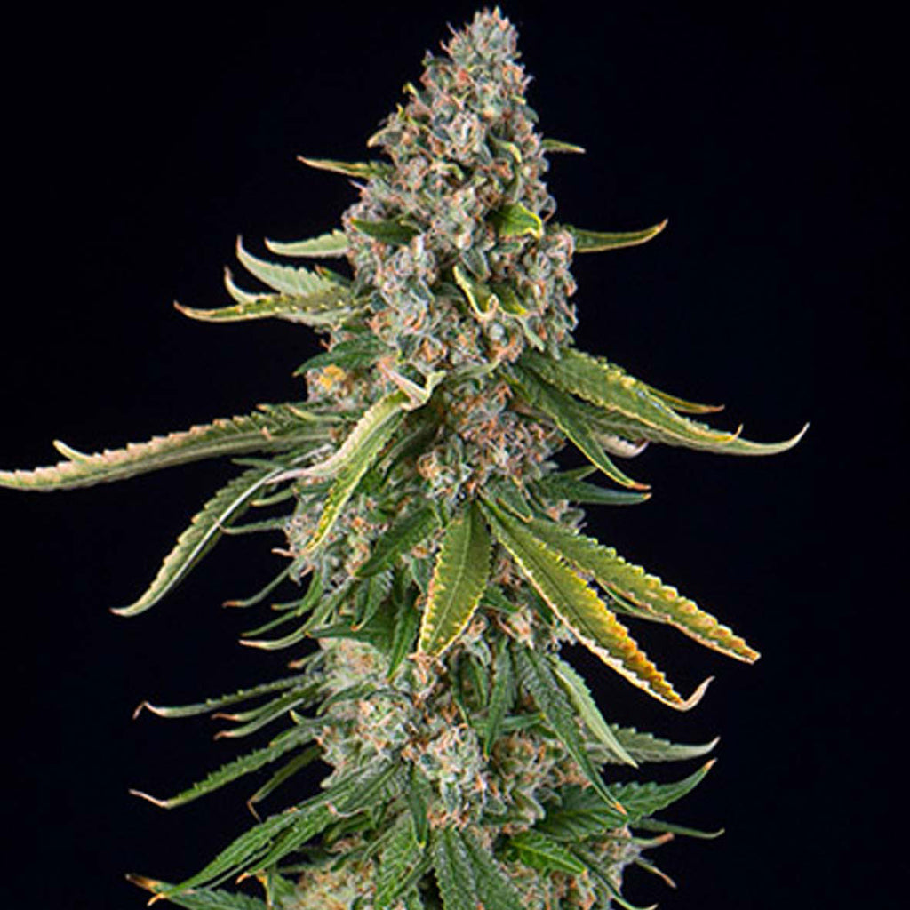 Spliff Seeds | Zkittlez Auto | feminisiert