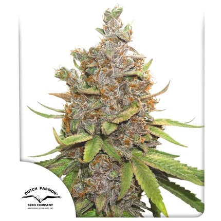 Dutch Passion | Auto Glueberry OG | 3 Samen