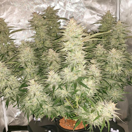 Dutch Passion | Auto Glueberry OG | 3 Samen