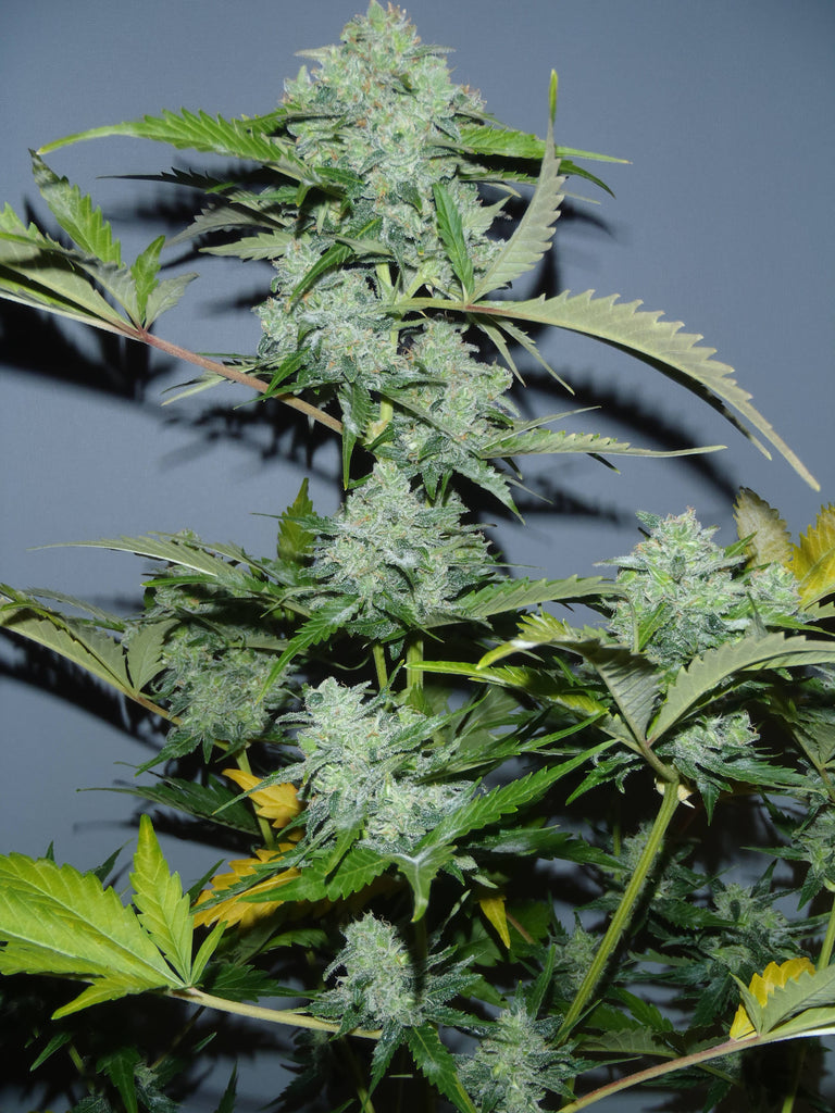 Serious Seeds | White Russian Auto 100 % | fem. | 6 Samen