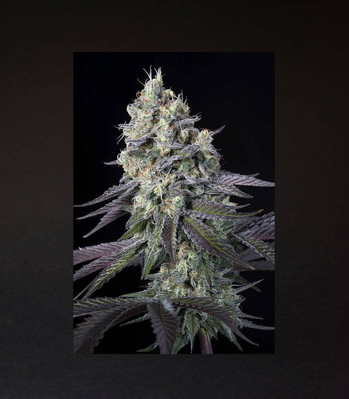 Paradise Seeds | Purple Mints | 3 Samen