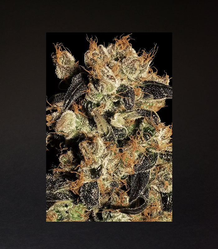 Paradise Seeds | White Berry | 5 Samen