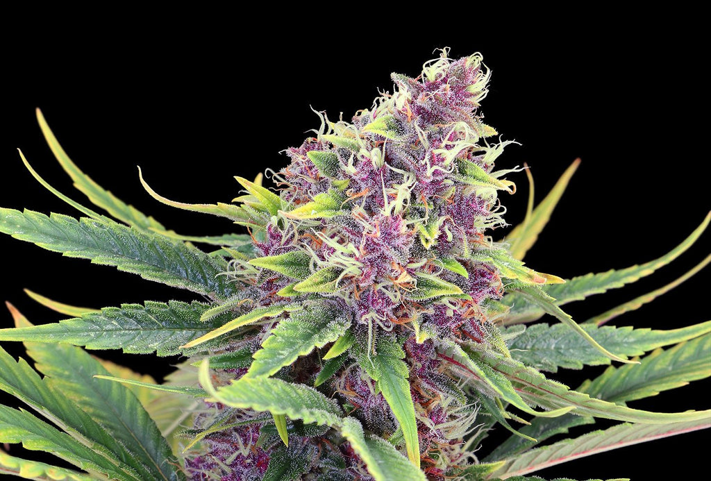 Purple Kush | Feminisiert | 5 + 2 Samen