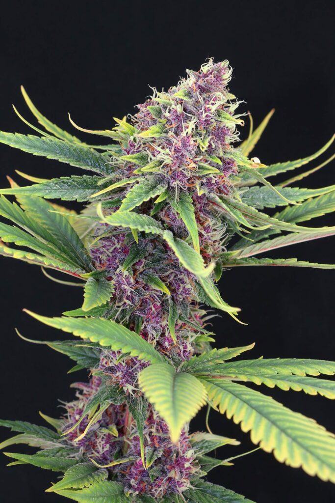 Purple Kush | Feminisiert | 5 + 2 Samen