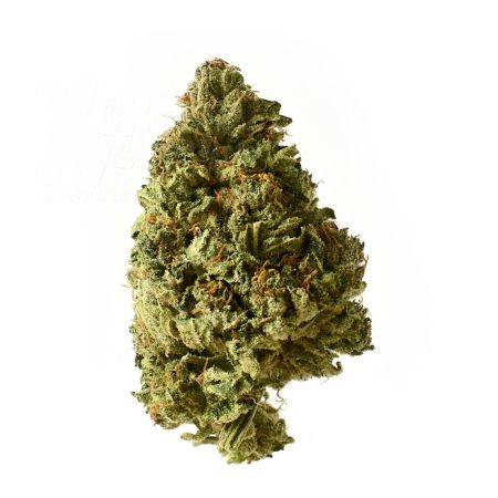 Milkshake Kush Autoflower | 5 Samen