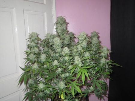 West Coast OG Auto | 5 Samen