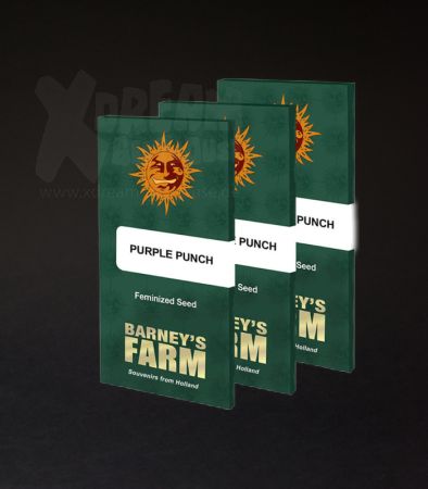 Barney’s Farm | Purple Punch | 3 Samen