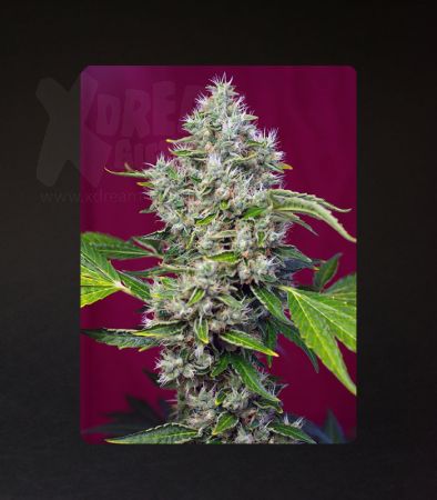 Sweet Seeds | San Fernando Lemon Kush®  - 5 + 2 Samen