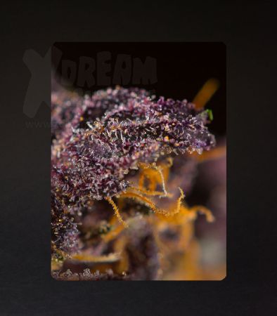 Sweet Seeds | Red Poison Auto®  - 3 + 1 Samen