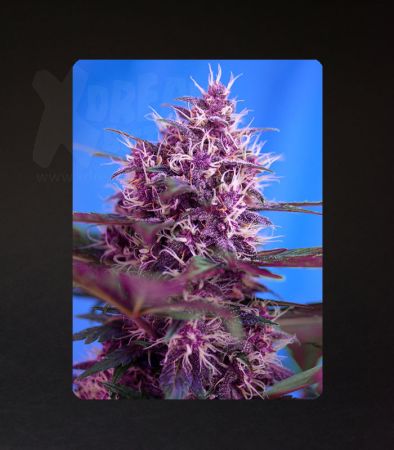 Sweet Seeds | Red Poison Auto®  - 3 + 1 Samen