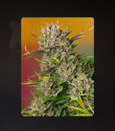 Sweet Seeds | Papaya Zoap Auto®  - 3 + 1 Samen