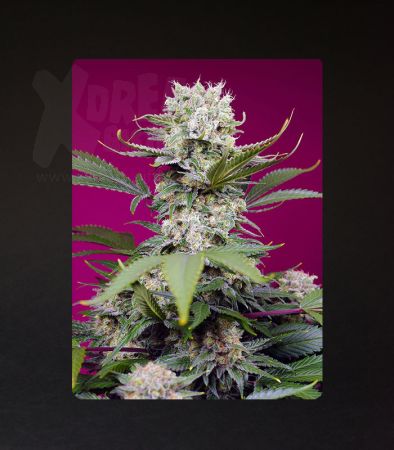 Sweet Seeds | Sweet Mandarine Zkittlez XL Auto®  - 3 + 1 Samen