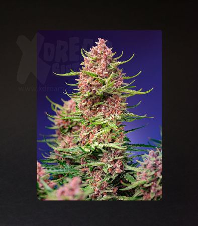 Sweet Seeds | Strawberry Cola Sherbet F1 Fast Version®  - 5 + 2 Samen