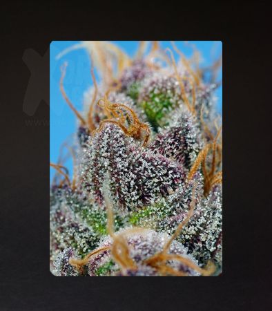 Sweet Seeds | Strawberry Cola Sherbet F1 Fast Version®  - 5 + 2 Samen