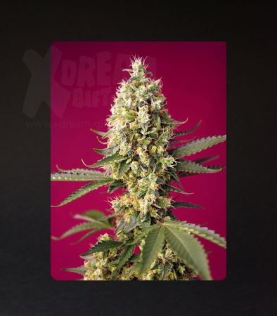 Sweet Seeds | Skywalker OG Runtz XL Auto®  - 3 + 1 Samen