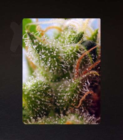 Sweet Seeds | Skywalker OG Runtz XL Auto®  - 3 + 1 Samen