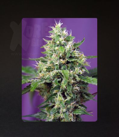 Sweet Seeds | Sweet Amnesia Haze XL Auto®  - 5 + 2 Samen