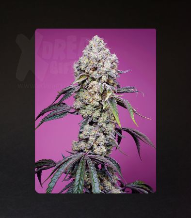 Sweet Seeds | Sweet Mandarine Zkittlez F1 Fast Version®  - 5 + 2 Samen