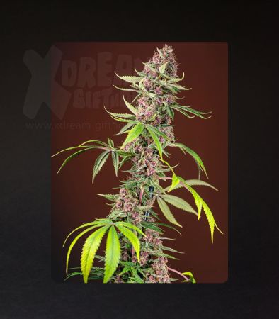 Sweet Seeds | Red Mandarine F1 Fast Version®  - 5 + 2 Samen