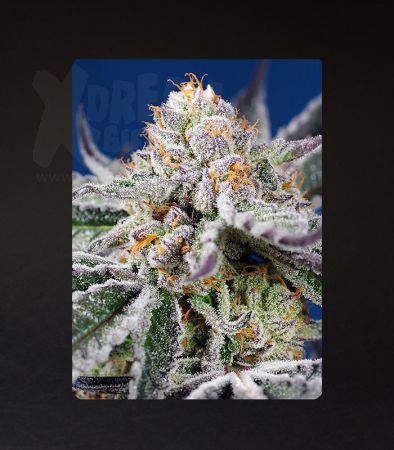 Sweet Seeds | Orange Apricot Glue XL Auto®  - 5 + 2 Samen