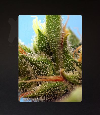 Sweet Seeds | Strawberry Banana Gelato XL Auto®  - 5 + 2 Samen