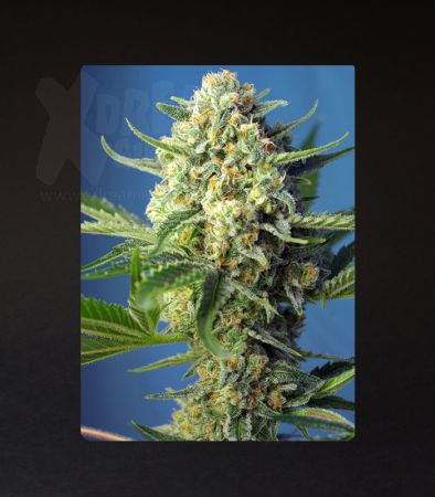 Sweet Seeds | S.A.D. Sweet Afgani Delicious Auto®  - 5 + 2 Samen