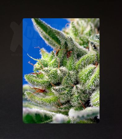 Sweet Seeds | Sweet Gelato Auto®  - 5 + 2 Samen