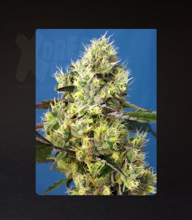 Sweet Seeds | Sweet Gelato Auto®  - 5 + 2 Samen