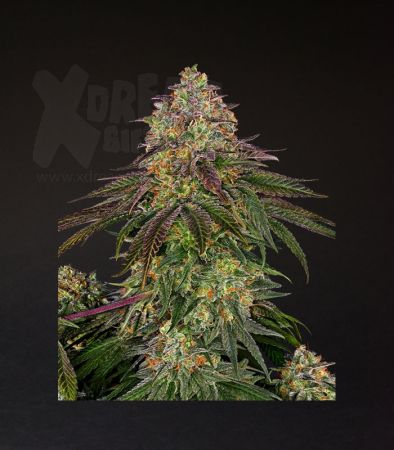 Sensi Seeds | Sweet Cherry Kush  - 3 Samen