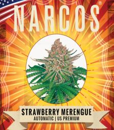 Narcos | Strawberry Merengue | 3 Samen