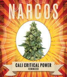 Narcos | Cali Critical Power | 3 Samen