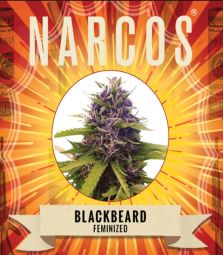 Narcos | Blackbeard | 3 Samen