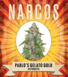 Narcos | Pablo’s Gelato Gold | 3 Samen