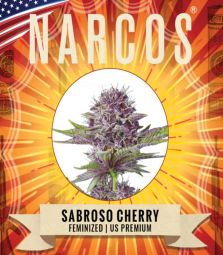 Narcos | Sabroso Cherry | 3 Samen