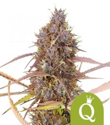 Royal Queen Seeds | Purple Queen | 3 Samen