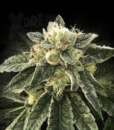 DNA Genetics | White Chocolope 100% | 5 Samen