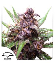 Dutch Passion | Auto Blackberry Kush 100% | 3 Samen