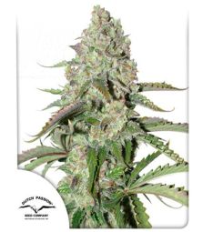 Dutch Passion | Auto Colorado Cookies 100% | 3 Samen