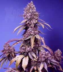 Sweet Seeds | Black Muffin F1 Fast Version | 5 Samen