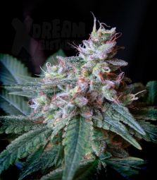 Sweet Seeds | Cream Caramel 100% | 3 Samen