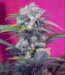 Sweet Seeds | Cream Mandarine AUTO 100% | 5 Samen