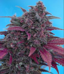 Sweet Seeds | Dark Devil AUTO 100% | 5 Samen